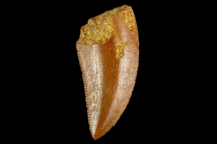 Serrated, Raptor Tooth - Real Dinosaur Tooth #124868